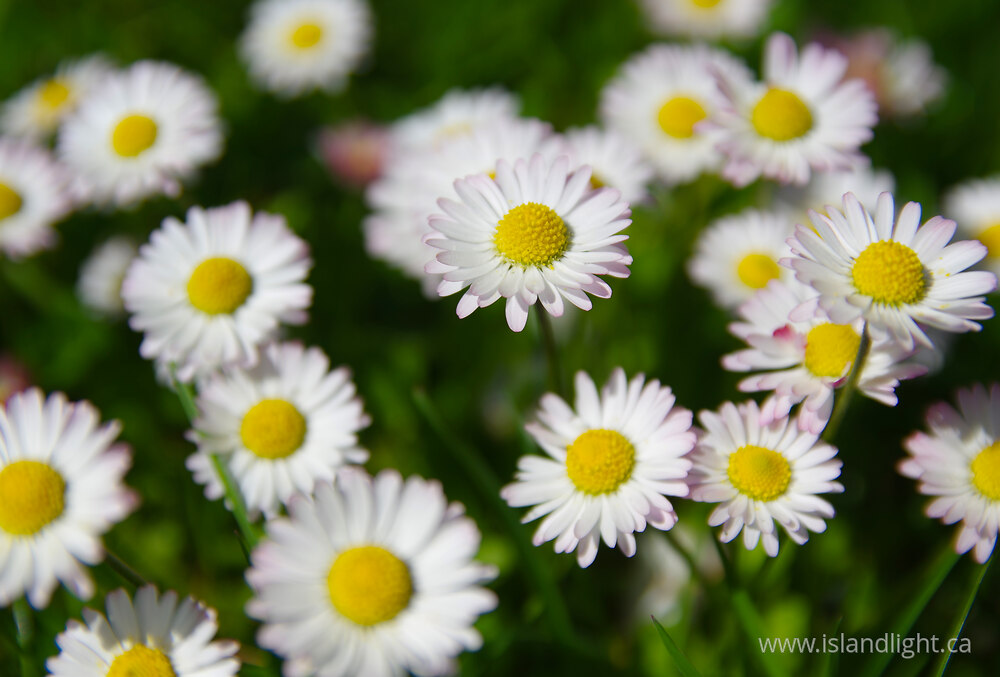 Plant photo from  Cortes Island, British Columbia Canada.