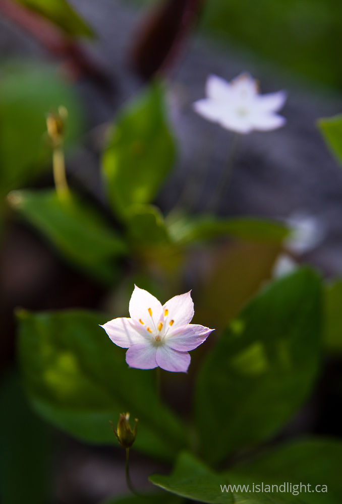 Plant  photo from  Cortes Island, BC Canada.