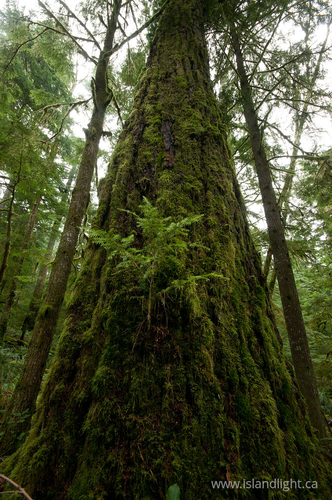 Plant  photo from  Cortes Island, BC Canada.