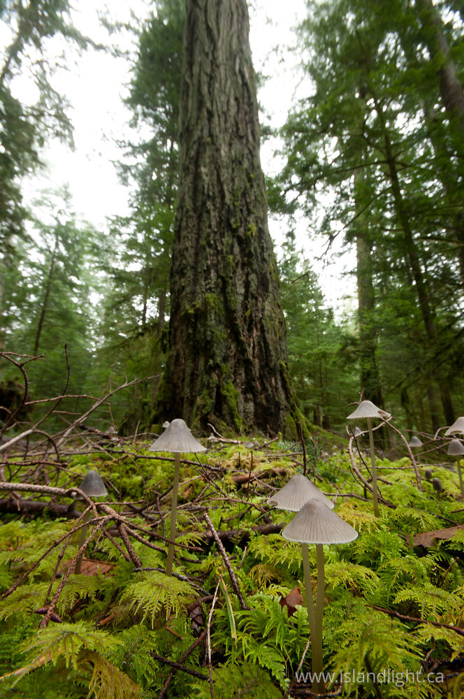 Landscape  photo from  Cortes Island, BC Canada.