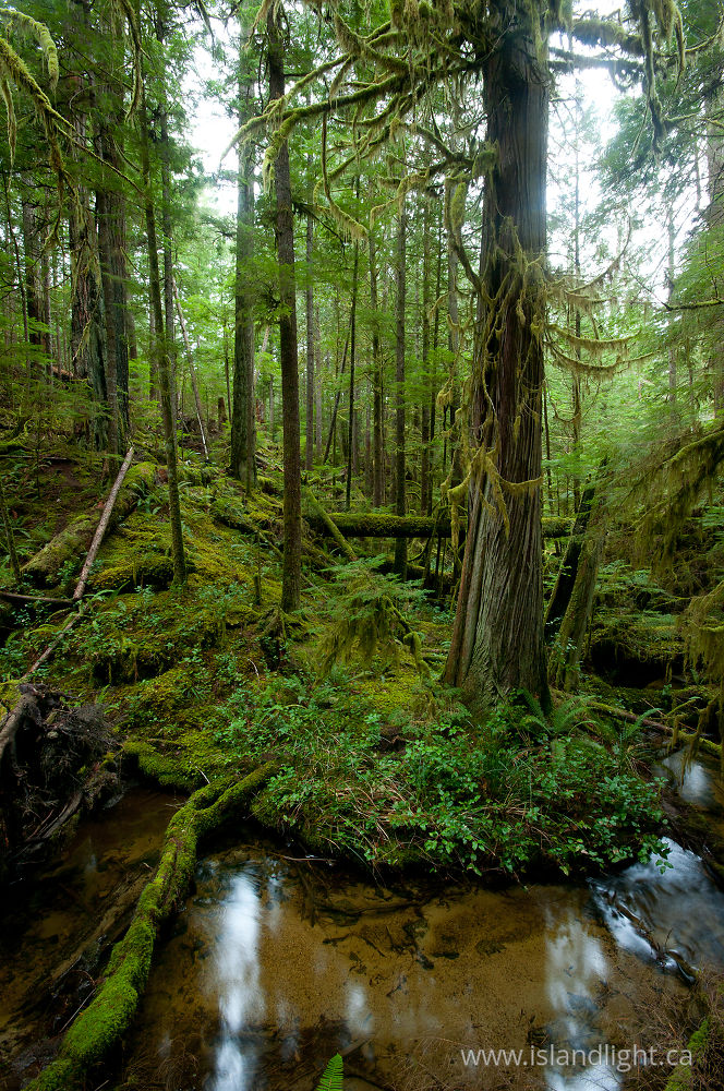 Landscape photo from  Cortes Island, BC Canada.