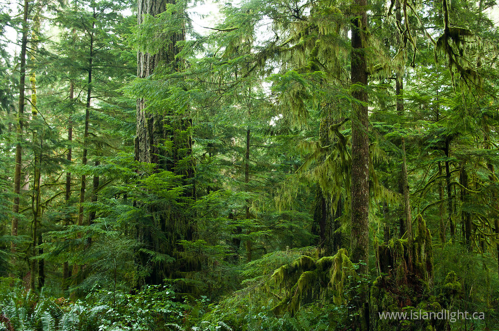 Plant  photo from  Cortes Island, British Columbia Canada.