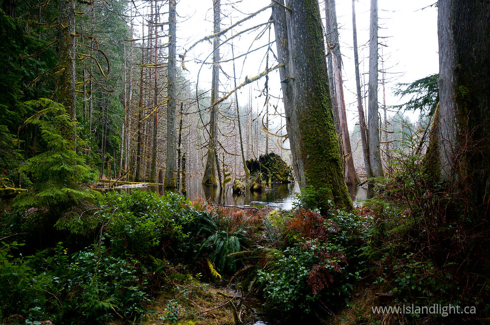 Landscape  photo from Basil Brook Cortes Island, BC Canada.