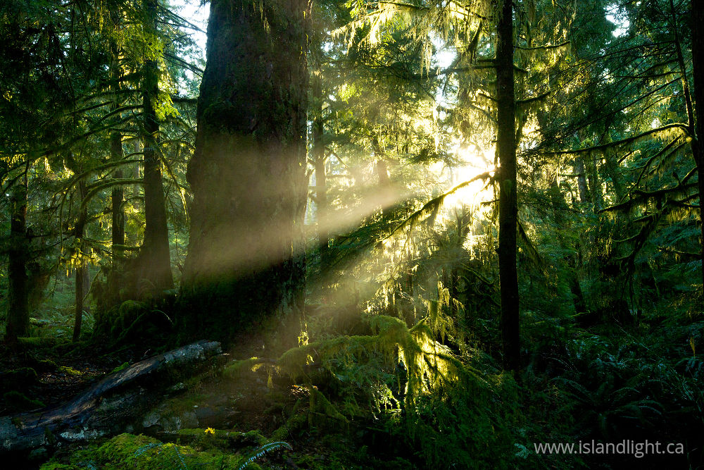 Landscape photo from  Cortes Island, British Columbia Canada.