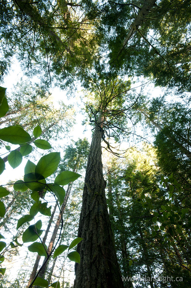 Landscape  photo from  Cortes Island, British Columbia Canada.
