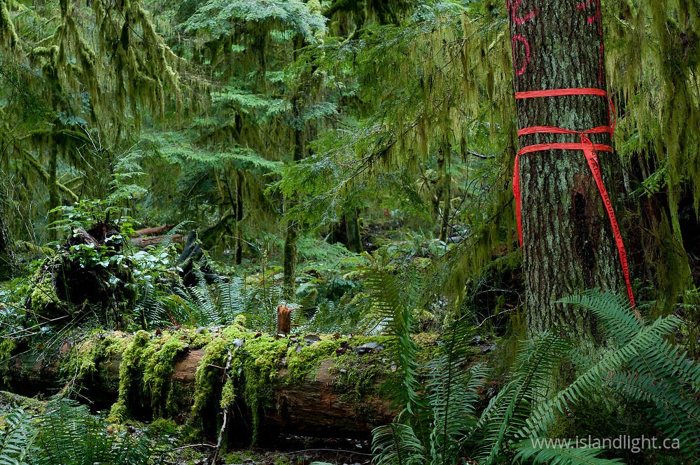 Landscape  photo from Basil Brook Cortes Island, BC Canada.