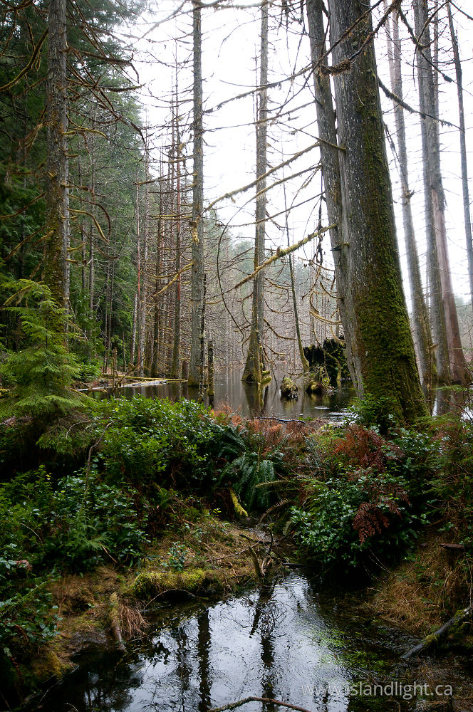 Landscape  photo from Basil Brook Cortes Island, British Columbia Canada.