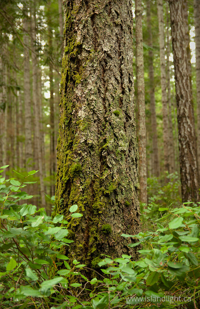 Plant  photo from Smelt Bay Park Cortes Island, British Columbia Canada.