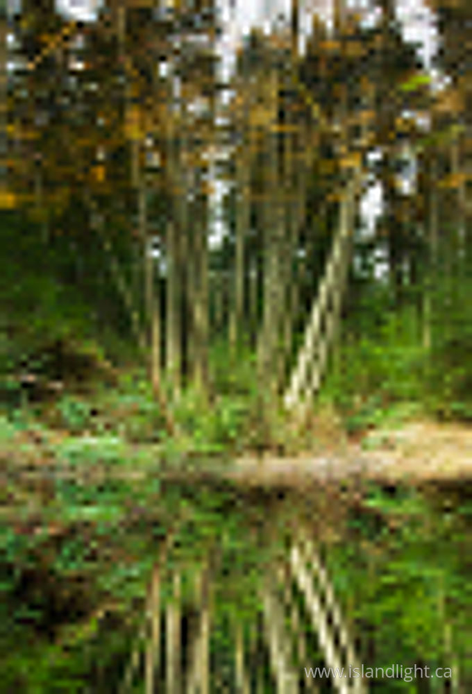 Landscape photo from  Cortes Island, BC Canada.