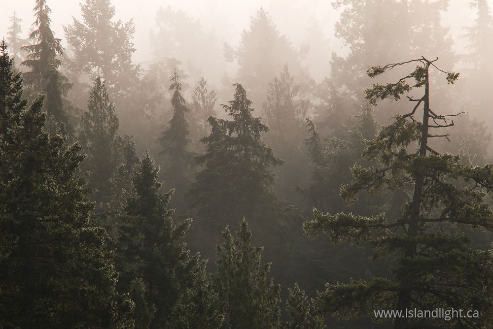 Landscape  photo from Manson Landing Cortes Island, BC Canada.