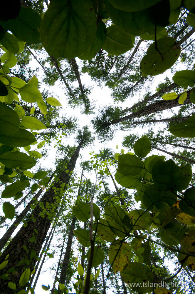 Plant  photo from Siskin community forest Cortes Island, BC Canada.