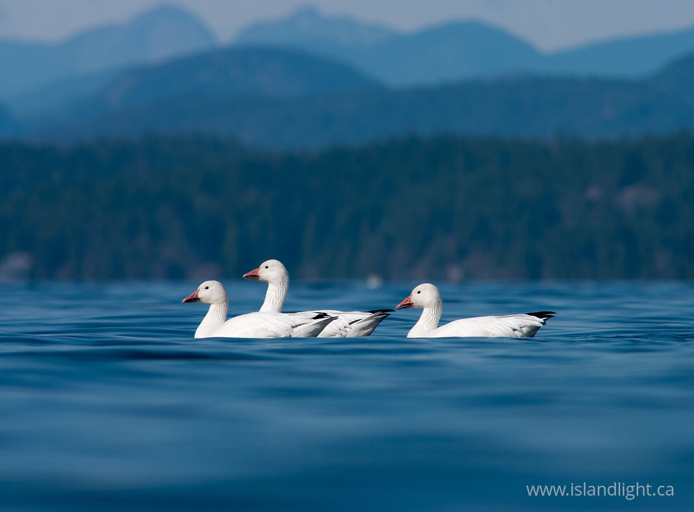 Bird photo from  Cortes Island, BC Canada.