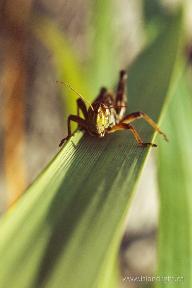 Insect photo from  Cortes Island, BC Canada.