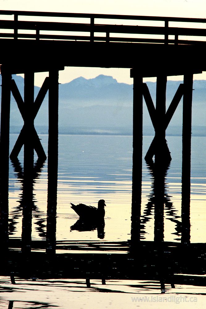 Bird photo from Mansons Landing Cortes Island, BC Canada.