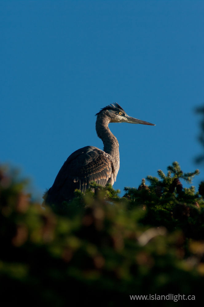 Bird  photo from  Cortes Island, British Columbia Canada.