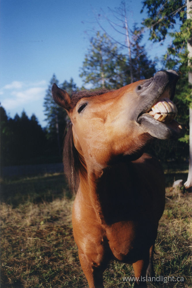 Mammal photo from  Cortes Island, BC Canada.
