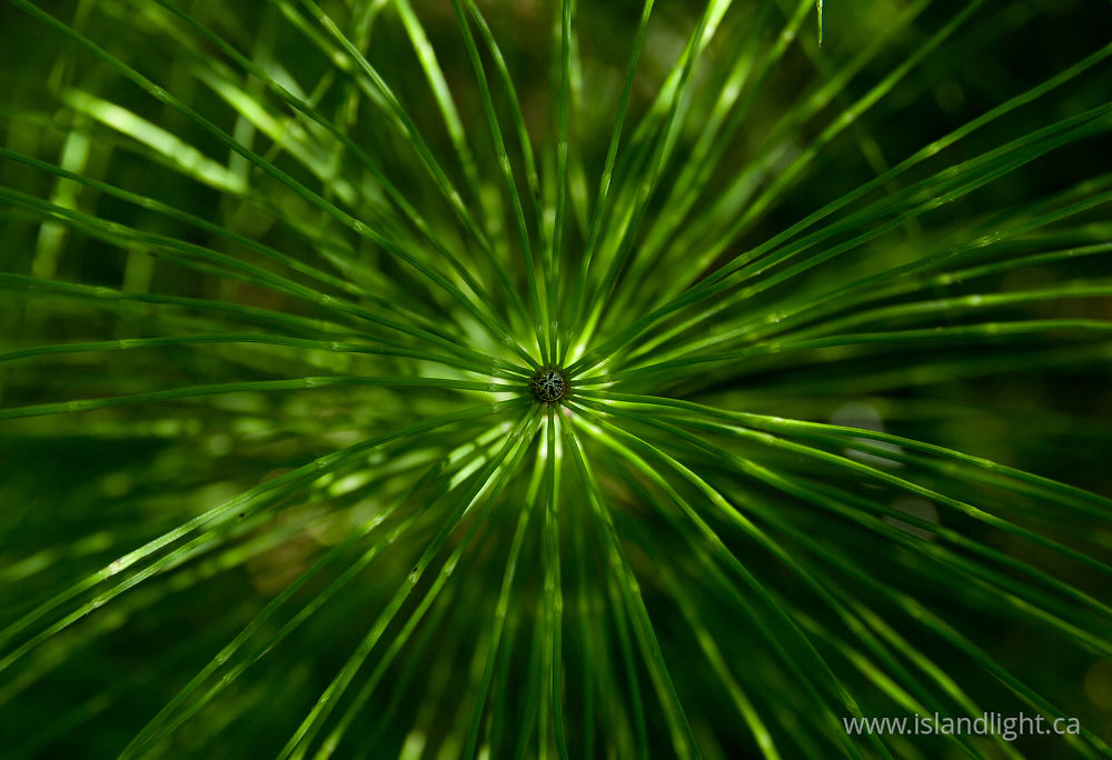 Plant  photo from  Cortes Island, BC Canada.