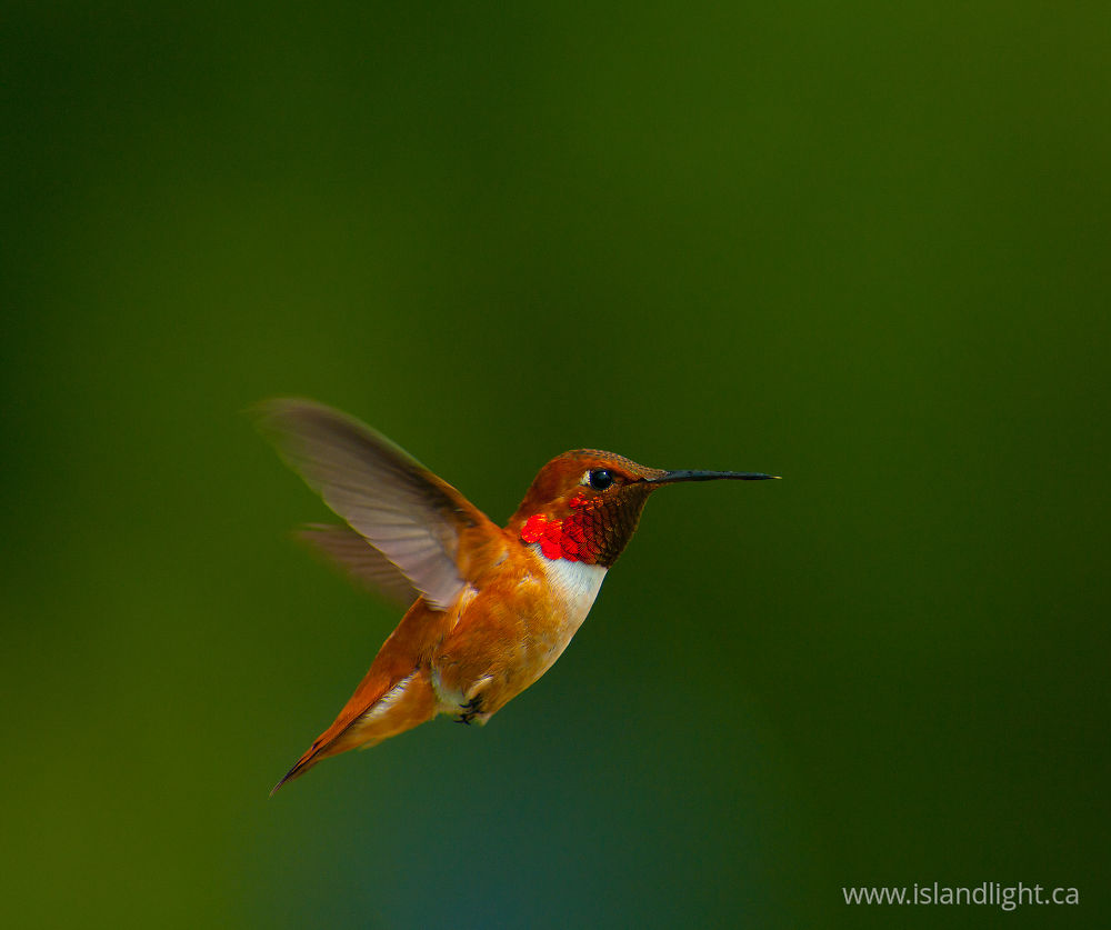 Bird  photo from  Cortes Island, BC Canada.