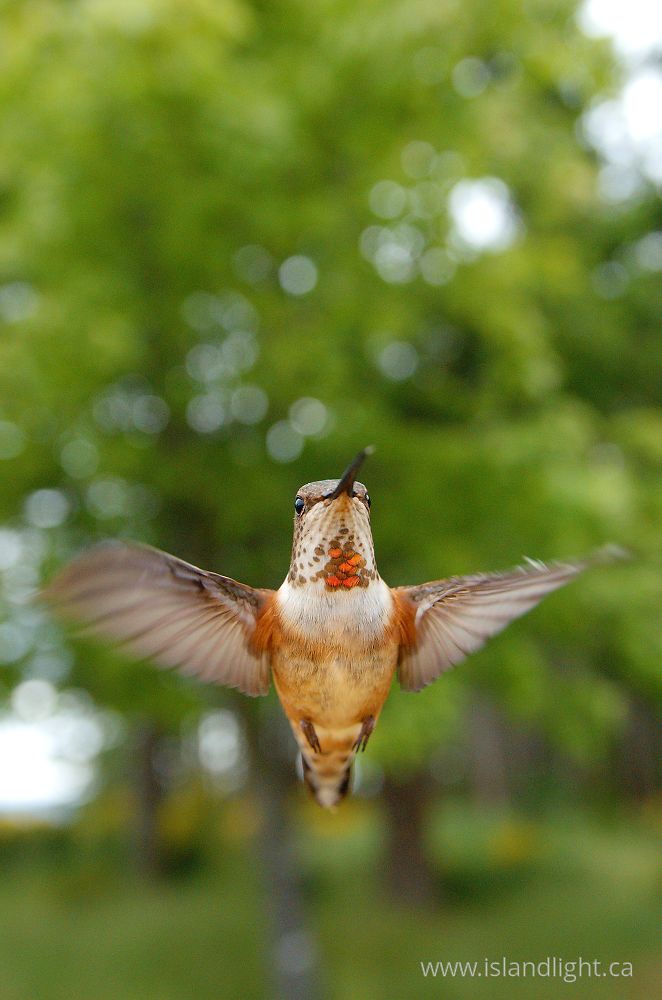 Bird photo from  Cortes Island, British Columbia Canada.