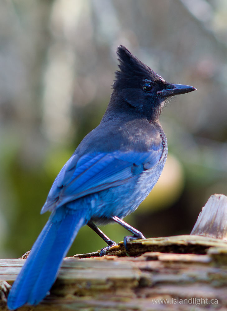 Bird  photo from  Cortes Island, BC Canada.