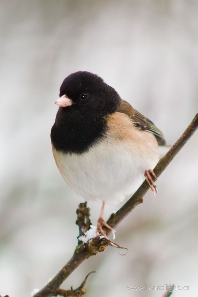 Bird photo from  Cortes Island, BC Canada.