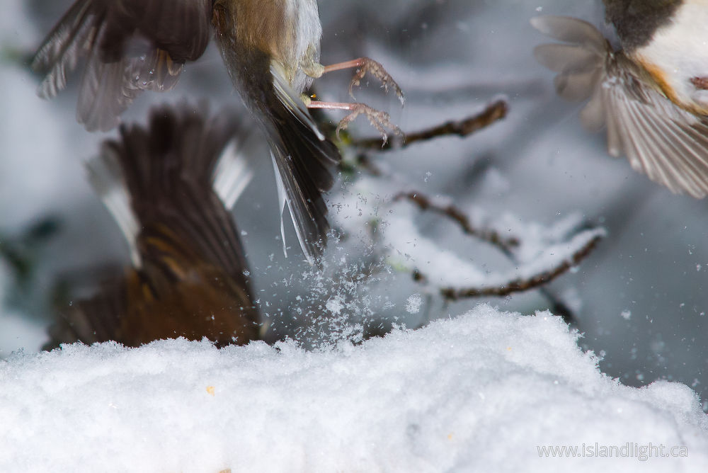 Bird photo from  Cortes Island, BC Canada.