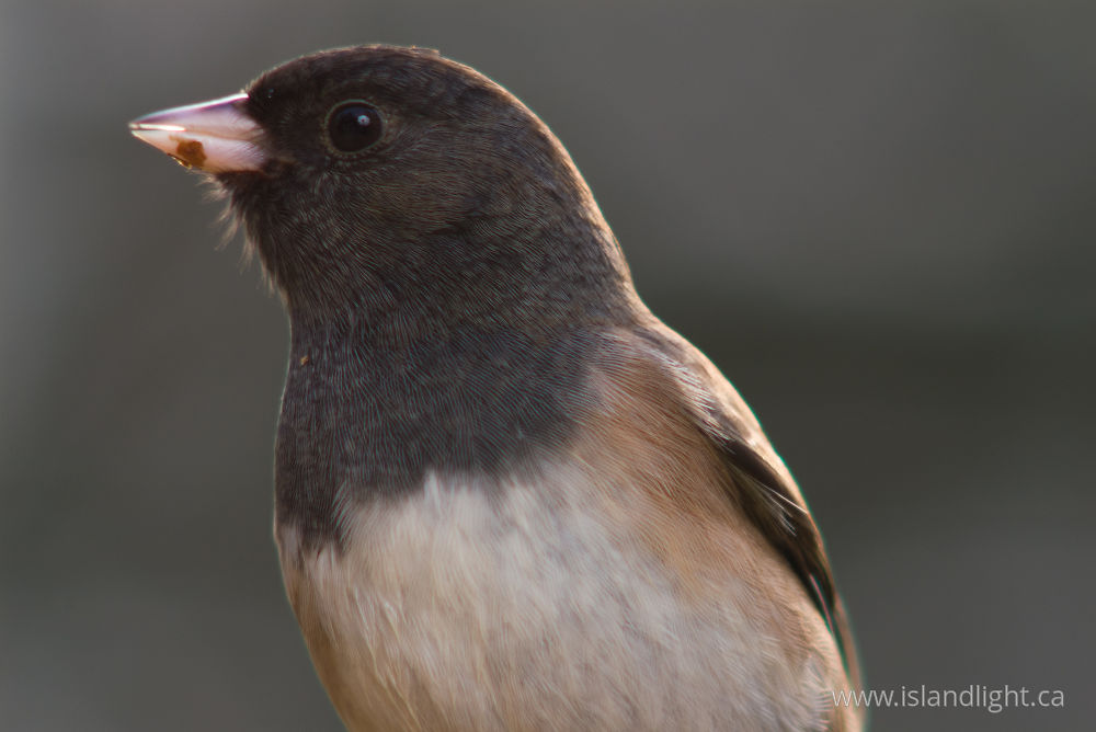 Bird photo from  Cortes Island, BC Canada.