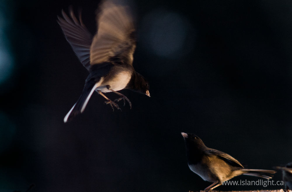 Bird photo from  Cortes Island, BC Canada.