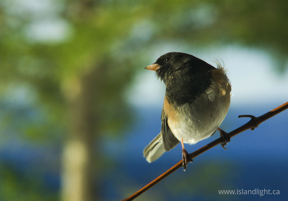 Bird  photo from  Cortes Island, BC Canada.
