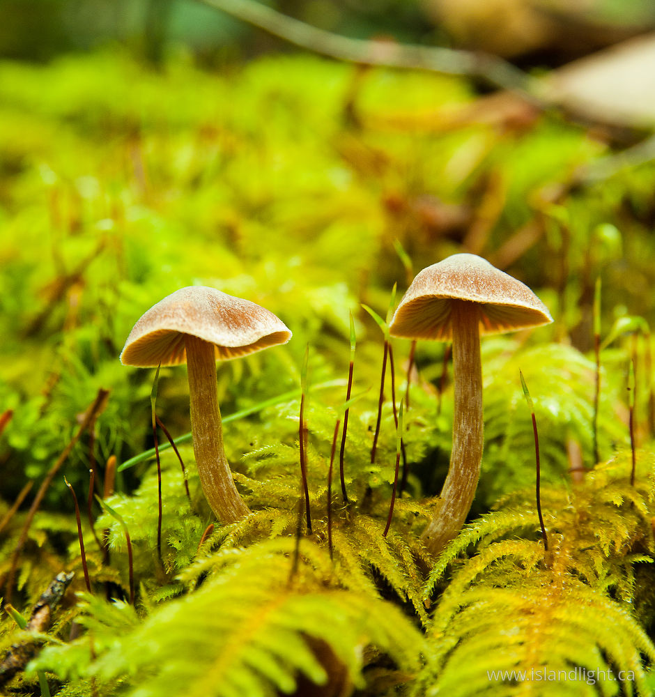 Plant  photo from  Cortes Island, BC Canada.