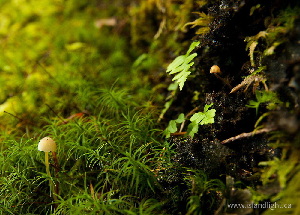 Plant  photo from Green Mountain Cortes Island, BC Canada.