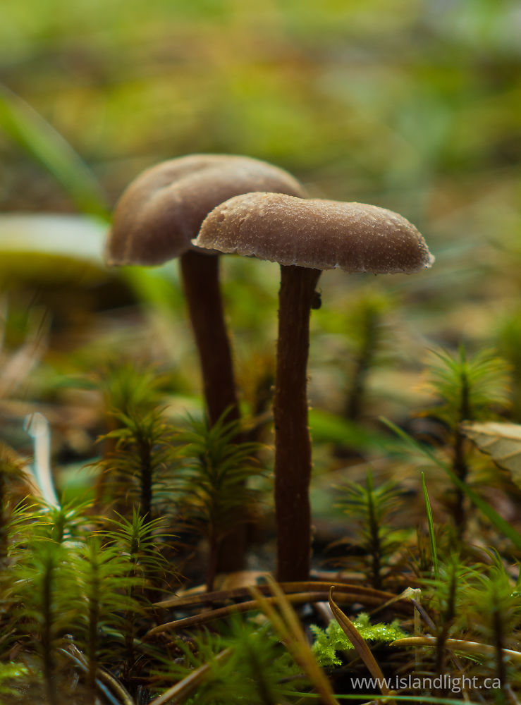 Plant photo from  Cortes Island, BC Canada.