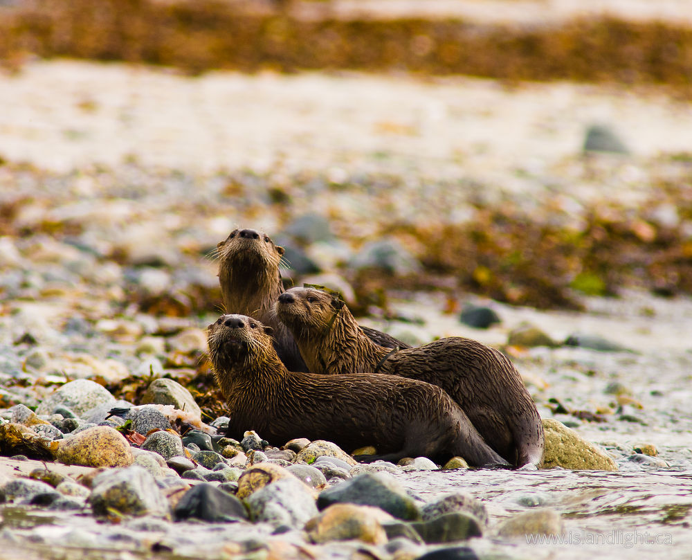 Mammal  photo from Smelt Bay Cortes Island, BC Canada.