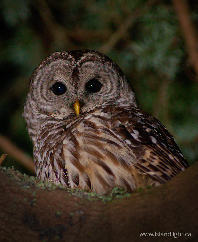 Bird  photo from  Cortes Island, British Columbia Canada.