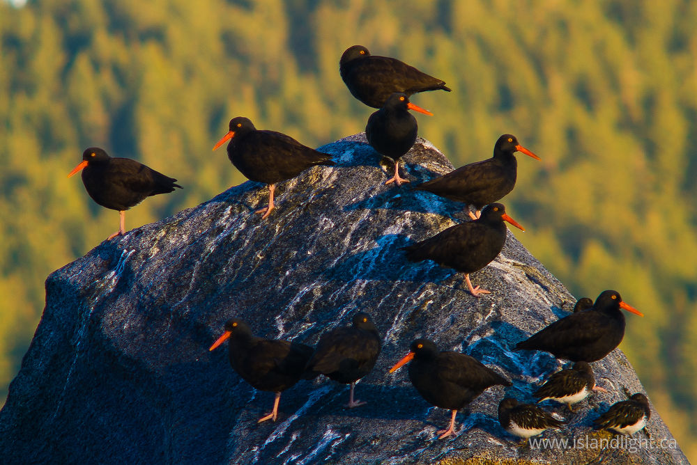 Bird photo from  Cortes Island, BC Canada.