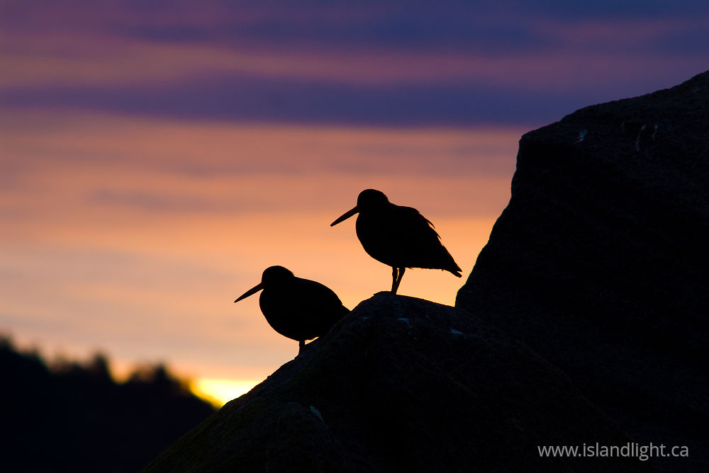Bird photo from  Cortes Island, BC Canada.
