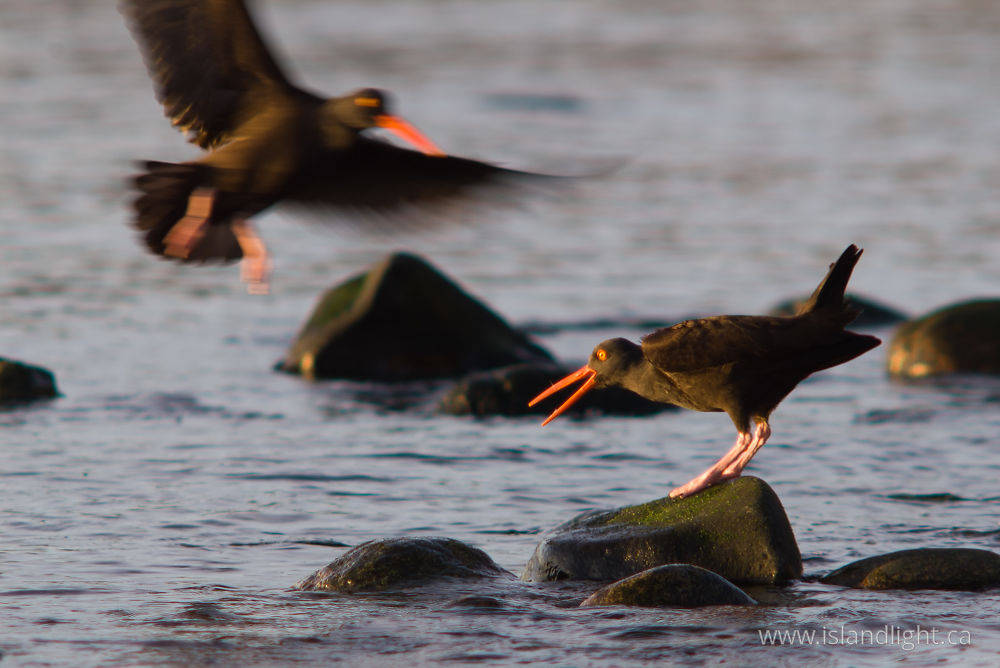 Bird photo from  Cortes Island, BC Canada.