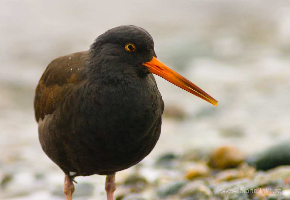 Bird  photo from Smelt Bay Cortes Island, BC Canada.