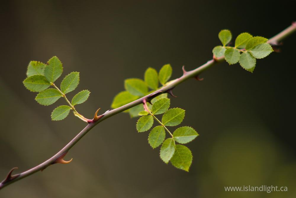 Plant photo from  Cortes Island,  Canada.