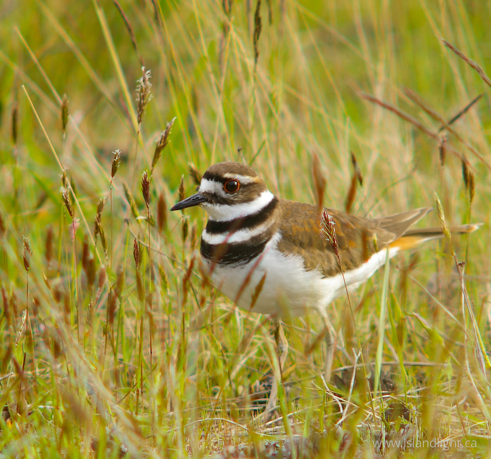 Bird photo from  Cortes Island, BC Canada.