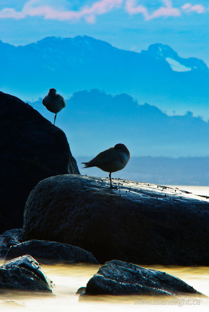 Bird photo from Smelt Bay Cortes Island, BC Canada.