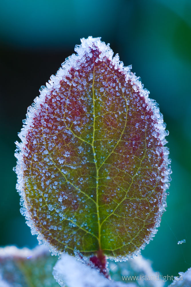 Plant photo from  Cortes Island, BC Canada.