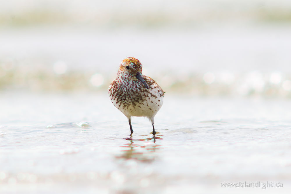 Bird photo from Smelt Bay Cortes Island, BC Canada.
