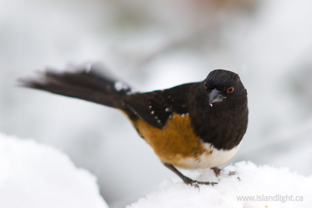 Bird photo from  Cortes Island, BC Canada.