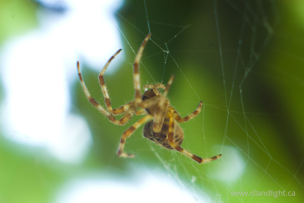 Insect photo from  Cortes Island, BC Canada.
