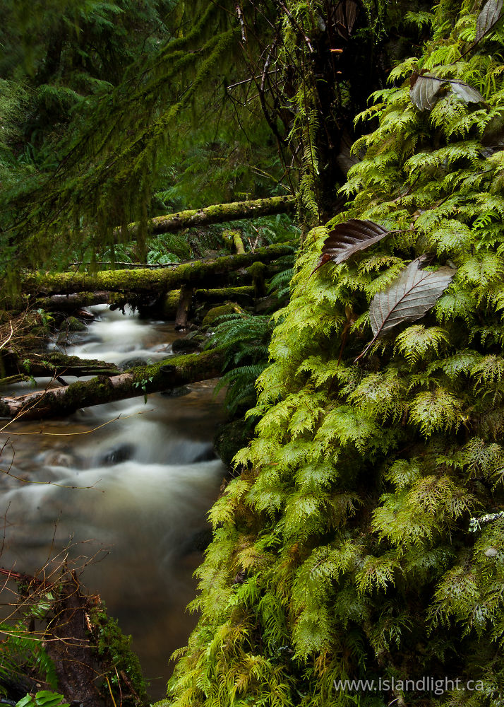 Landscape photo from Gorge Harbour Cortes Island, BC Canada.