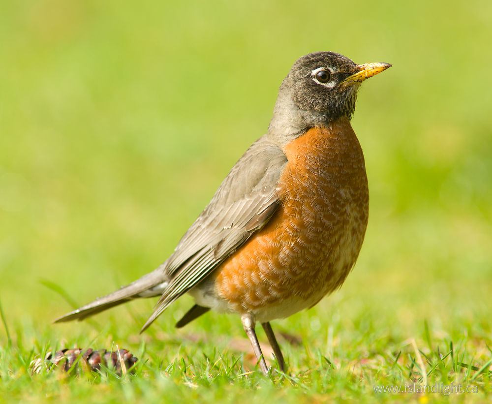 Bird  photo from  Cortes Island, BC Canada.