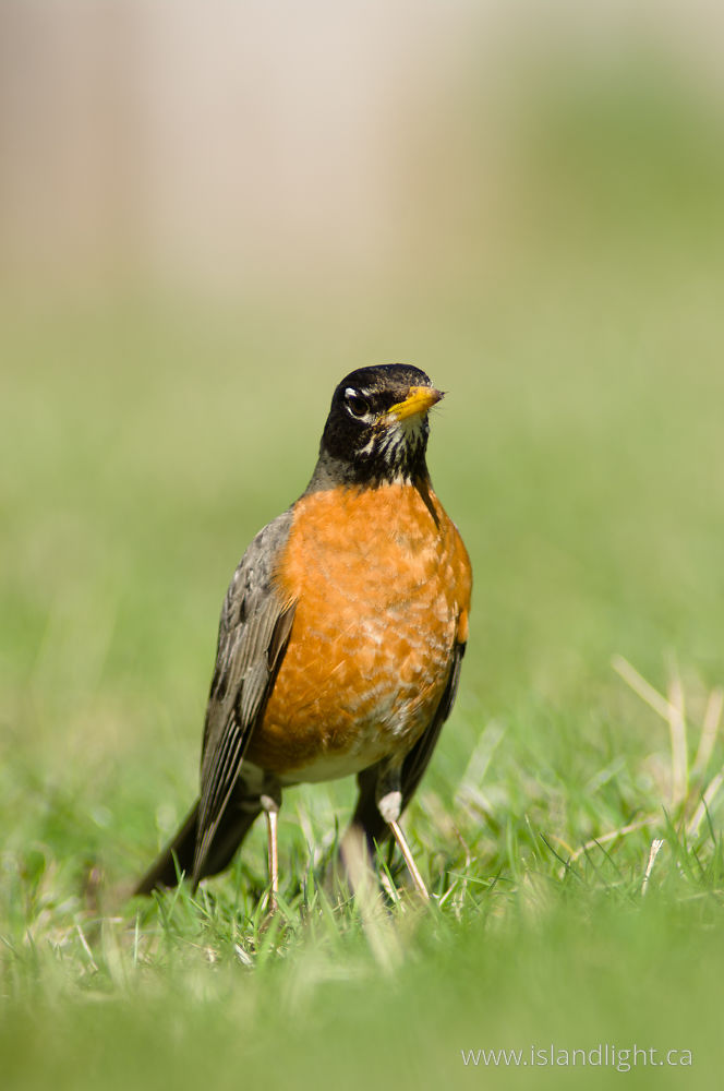 Bird  photo from Smelt Bay Cortes Island, BC Canada.