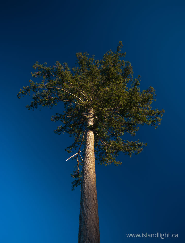 Plant  photo from  Cortes Island, BC Canada.
