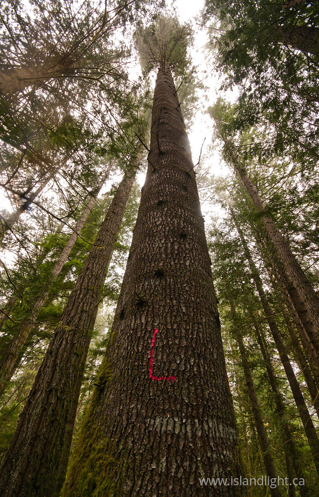Plant  photo from  Cortes Island, BC Canada.